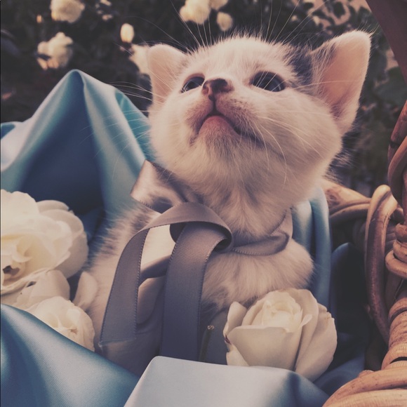 Meet your Posher, Tatiana - Picture 1 of 1